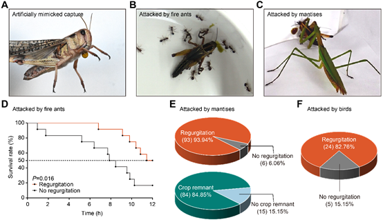 图片包含 图表 AI 生成的内容可能不正确。